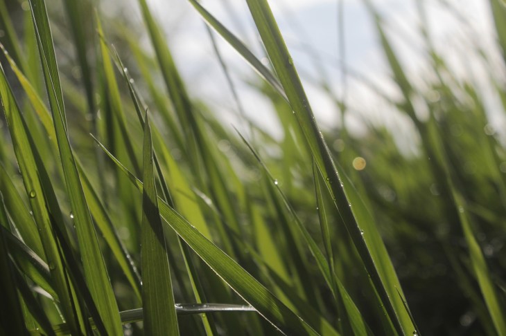 how-to-keep-dogs-cocker-spaniel-safe-cool-heatwave-dog-blog-perfect-cocker-spaniel-early-morning-walks-artificial-grass