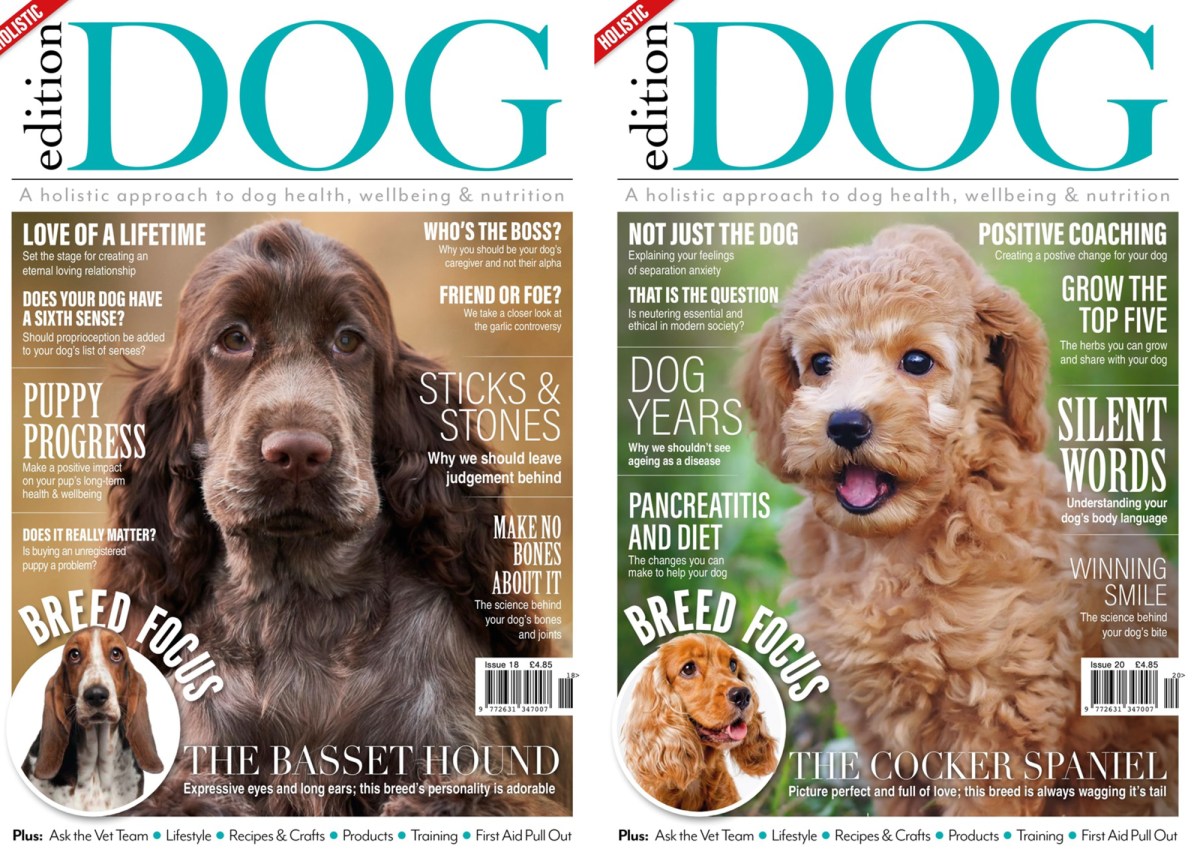 Perfect cocker spaniel featured in Edition Dog magazine June 2020 issue / English cocker spaniel articles & features / Natalia, Cooper & Fred as experts for Cocker spaniel feature / Perfect cocker spaniel guide to the breed, dog blog, how to groom English cocker spaniel, cocker spaniel diet, health, training, puppy tips / written by dog expert, author & canine nutritionist / (C) Natalia Ashton