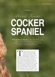 Perfect cocker spaniel featured in Edition Dog magazine June 2020 issue / English cocker spaniel articles & features / Natalia, Cooper & Fred as experts for Cocker spaniel feature / Perfect cocker spaniel guide to the breed, dog blog, how to groom English cocker spaniel, cocker spaniel diet, health, training, puppy tips / written by dog expert, author & canine nutritionist / (C) Natalia Ashton
