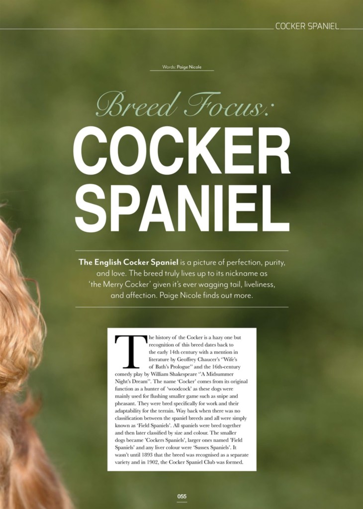 edition-dog-cocker-spaniel-issue-june-2020-natalia-ashton-perfect-cocker-spaniel-cooper-fred-cover-copyrighted-image-article-paige-nicole-1-1
