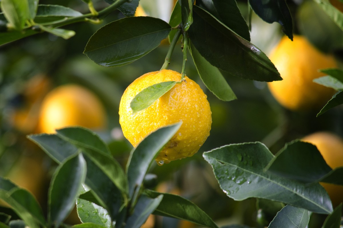 Can my dog eat lemon? Citrus fruit toxic to dogs? Signs of citrus fruit poisoning in dogs / Psoralens toxic to dogs / What fruits contain psoralen / Perfect cocker spaniel: breed and puppy guide, dog blog, grooming tips, healthy nutrition, cocker spaniel diet, puppy diet / (C) Natalia Ashton