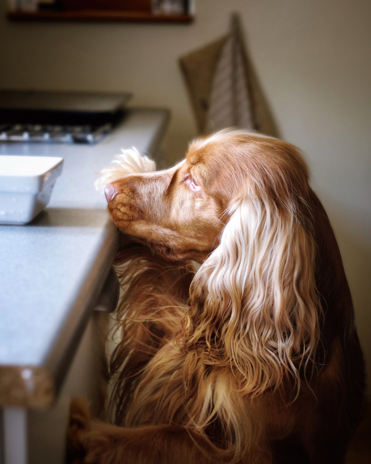 Reasons to change and vary dog food / Changing dog food to prevent sensitivities / Why dogs develop food sensitivities / Perfect cocker spaniel, dog blog, breed & puppy guide book / Puppy tips, training, cocker spaniel grooming, handstripping, canine nutrition diet advice / (C) Natalia Ashton