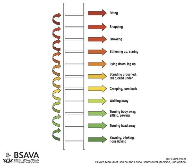 Dog's body language / ladder of aggression by BSAVA / reactivity in dogs explained / Perfect cocker spaniel, dog blog & reactivity diary of living with reactive dog