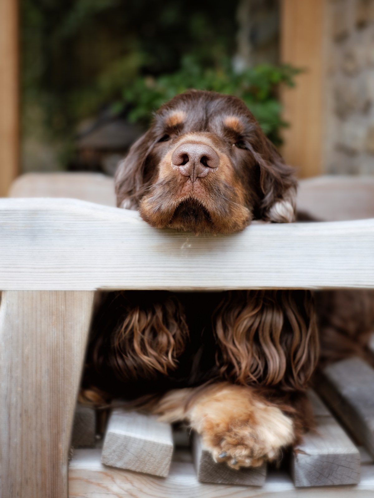 Fred, chocolate & tan english cocker spaniel pup, copyrighted image (C) Perfect cocker spaniel / Natalia Ashton