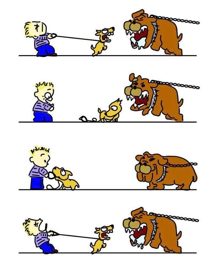 What is dog's reactivity / Hyper-reactivity in dogs, barking, lunging, biting dogs / Leash reactivity, barrier frustration / Perfect cocker spaniel Dog blog