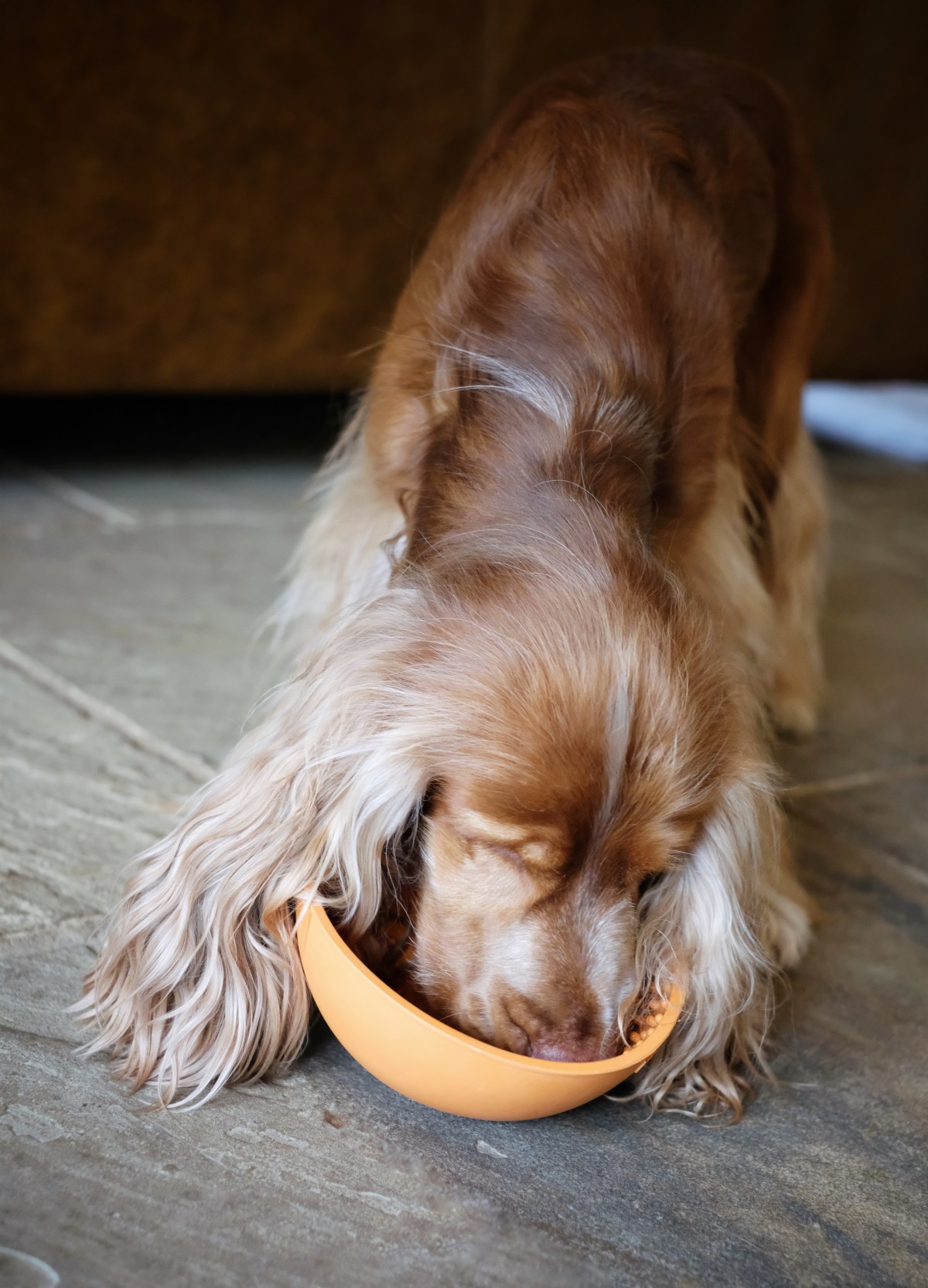 Cooper enjoying his Lickimat Wobble toy, slow feeder / (C) Perfect cocker spaniel