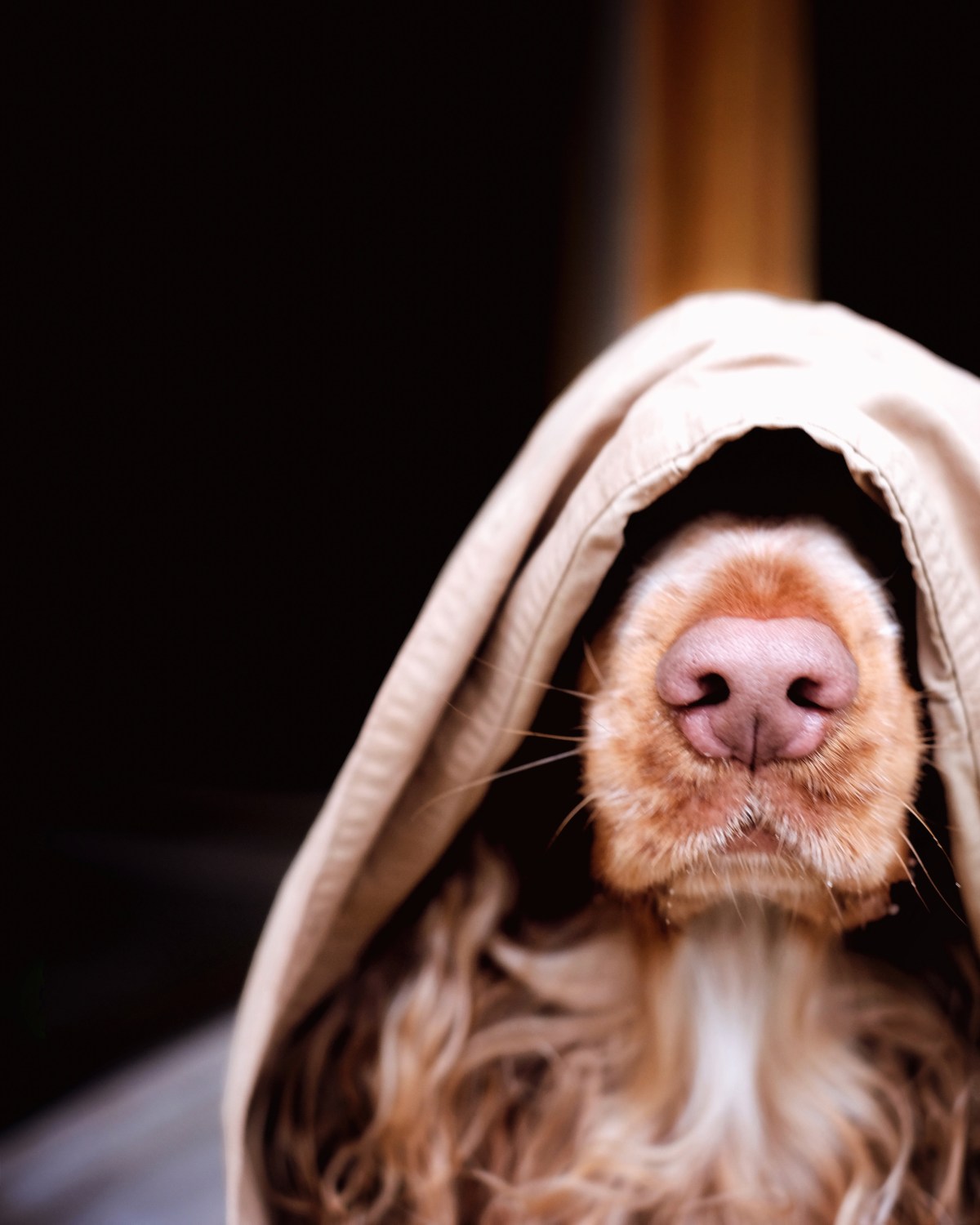 Cooper, English sable cocker spaniel in a raincoat / story about dog nose and dog's ability to smell, detect disease, cancer, diabetes, seizures, trivia about dogs / Perfect cocker spaniel dog blog & guide to breed and puppy tips / grooming, nutrition, training, health (C)