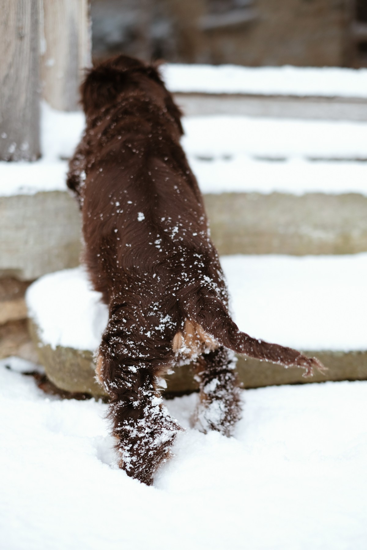 Fred, chocolate cocker spaniel puppy in the snow photographed by Natalia Ashton (C) Perfect cocker spaniel / Copyrighted / English cocker spaniel guide to how to choose, find, raise a puppy, grooming and hand-stripping english cocker spaniel, cocker spaniel diet, nutrition, health advice