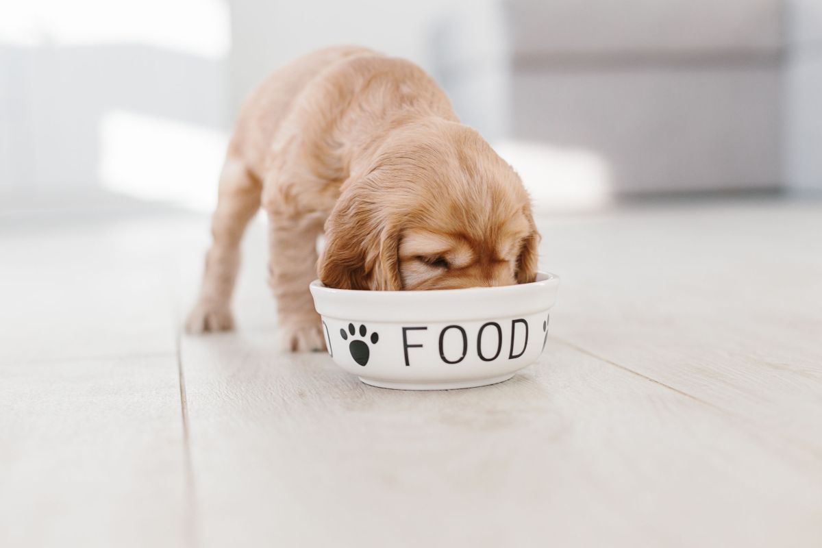 English cocker spaniel puppy eating dog food (C) Perfect cocker spaniel / English cocker spaniel blog, book, puppy tips, advice, grooming tips, nutrition, canine nutritionist / Natalia Ashton
