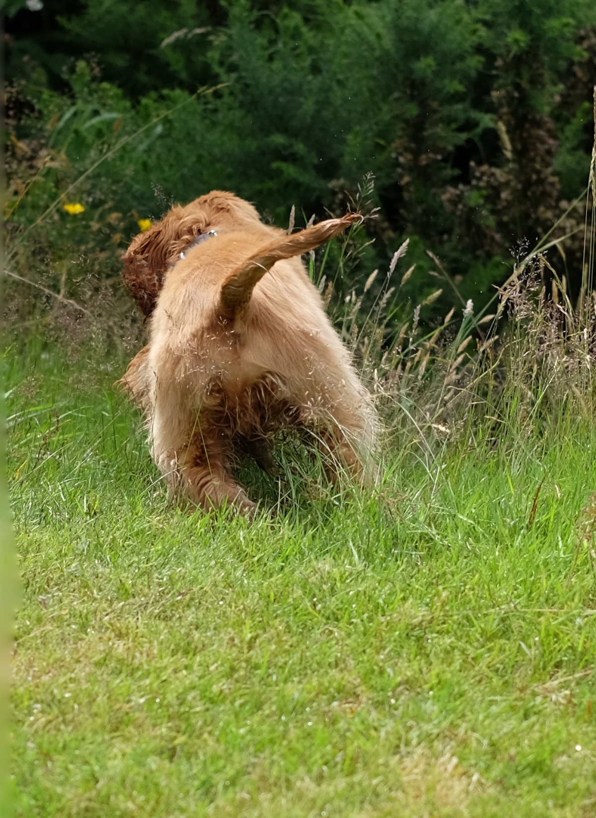 Anal glands health, issues, risks and potential problems in English cocker spaniel and how to prevent them (C) Perfect cocker spaniel, dog blog, canine nutritionist, all about English cocker spaniels, puppy tips, guide, grooming - copyrighted image