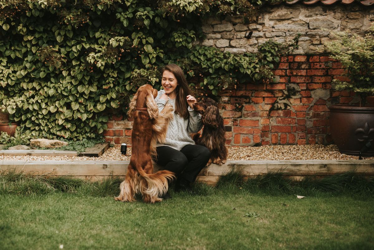 Dogs tend to play more with each other when their owners watch them, eye contact and engage / Perfect cocker spaniel (C) Canine behaviour study, english cocker spaniel dog blog, puppy tips, behaviour, spaniel grooming, cocker spaniel health