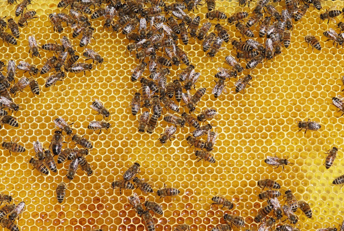 Benefits and risks of raw honey in canine diet / dog nutrition and healthy home made treats for dogs / canine nutritionist in UK / perfect cocker spaniel / dog blog about English cocker spaniels, tips on grooming, hand-stripping, diet, nutrition, food, health, raising a cocker spaniel puppy (C) Natalia Ashton