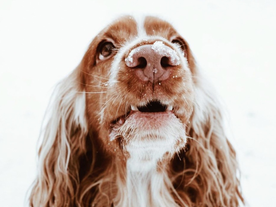 How dogs smell. Curious facts about dog's nose, how they detect scent, disease, what can affect dog ability to smell. (C) Perfect cocker spaniel dog blog by Natalia Ashton / Canine nutritionist, pet nutrition coach, all about English cocker spaniels, grooming, training, diet, puppy tips. Photo of Cooper, English cocker spaniel with snow on his nose.